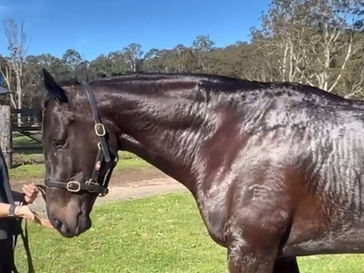 Horse Update | OBSIDIAN DREAM