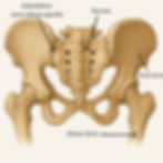 articulation sacro iliaque 