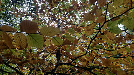 beech leaves on branch.jpeg