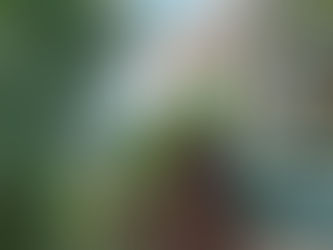 Tropical home garden with hibiscus flowers