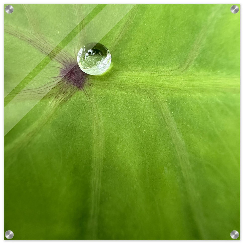 Droplet on Palm (Large 24" x 24" Acrylic Print)