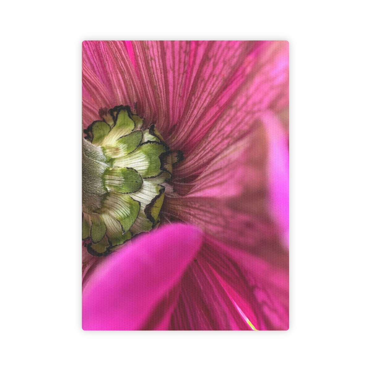 Shades of Zinnia (5" x 7" Mini Canvas)