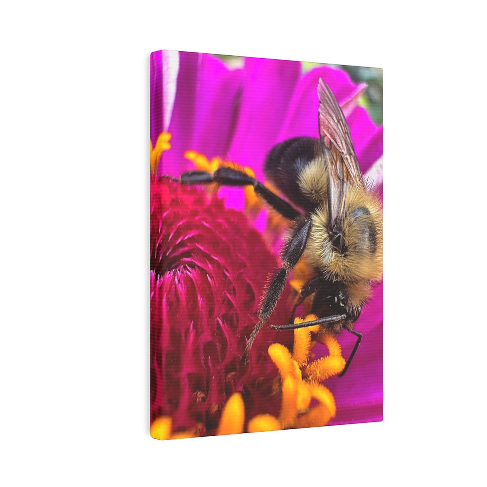 Thumbnail: Bumble Bee on Zinnia (5" x 7" Mini Canvas)