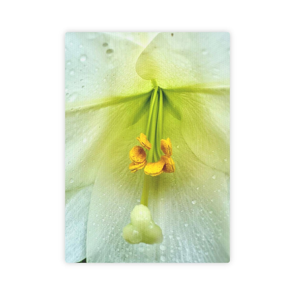 Lily And Rain Drops (5" x 7" Mini Canvas)