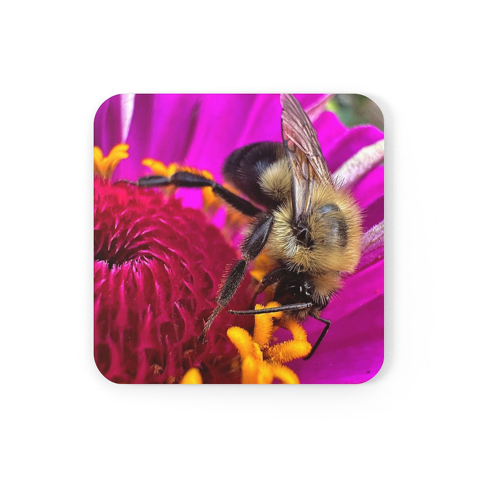 Bumble Bee on Zinnia (Coaster)