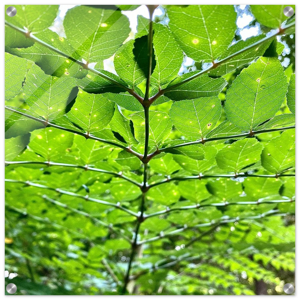 Green Canopy (Large 24" x 24" Acrylic Print)