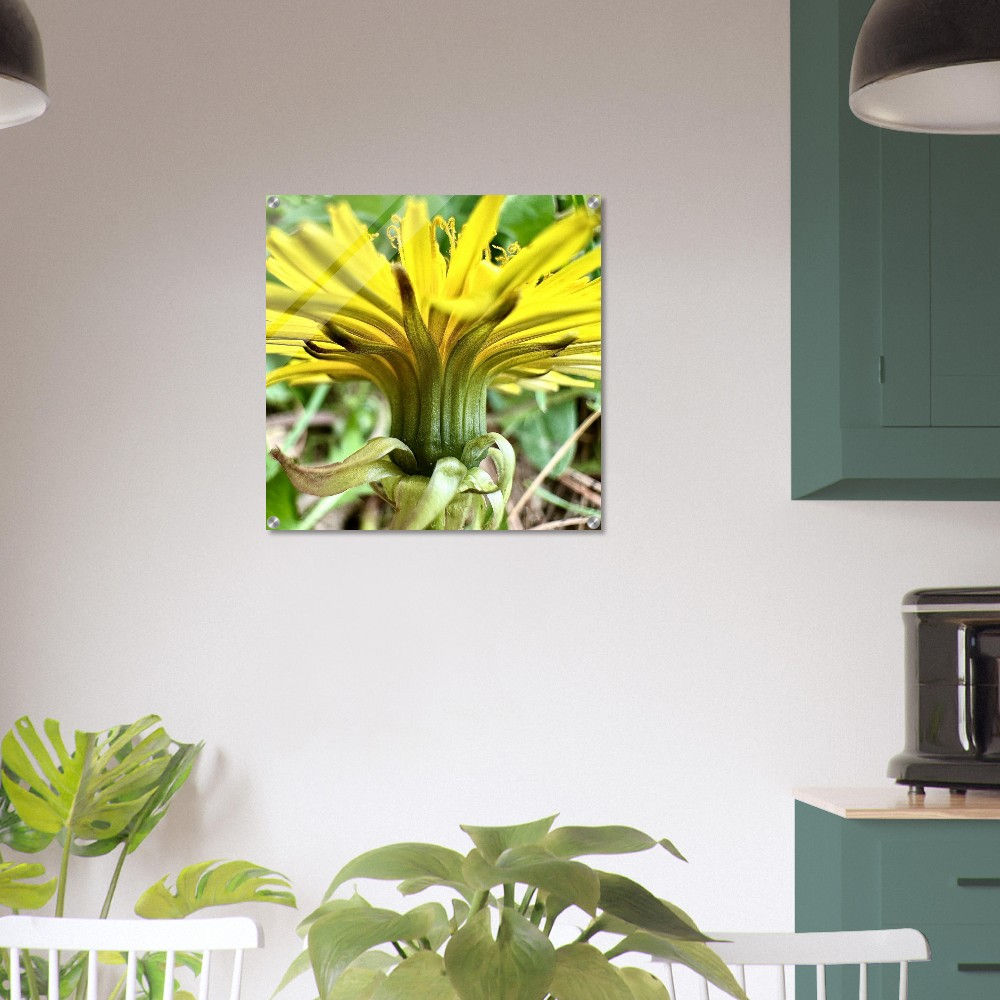 Dandelion Bloom (Large 24" x 24" Acrylic Print)