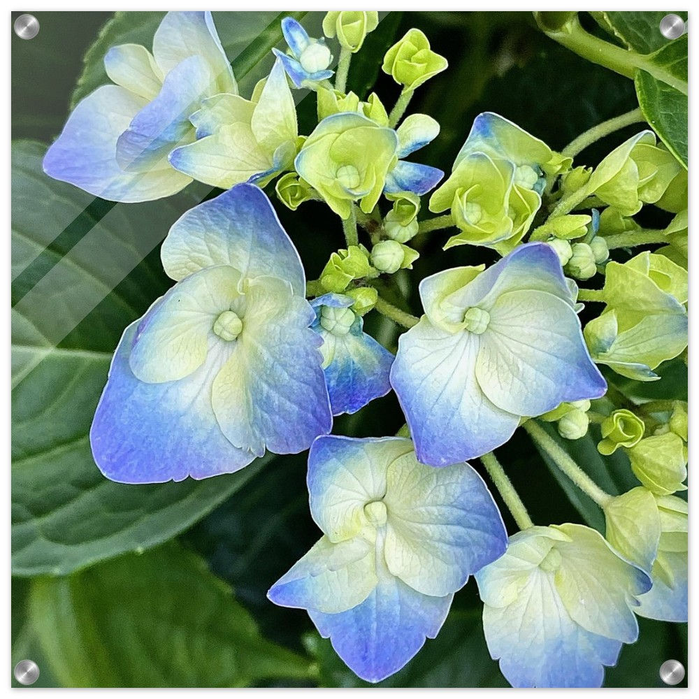 Blue Blushing Hydrangea (Large 24" x 24" Acrylic Print)