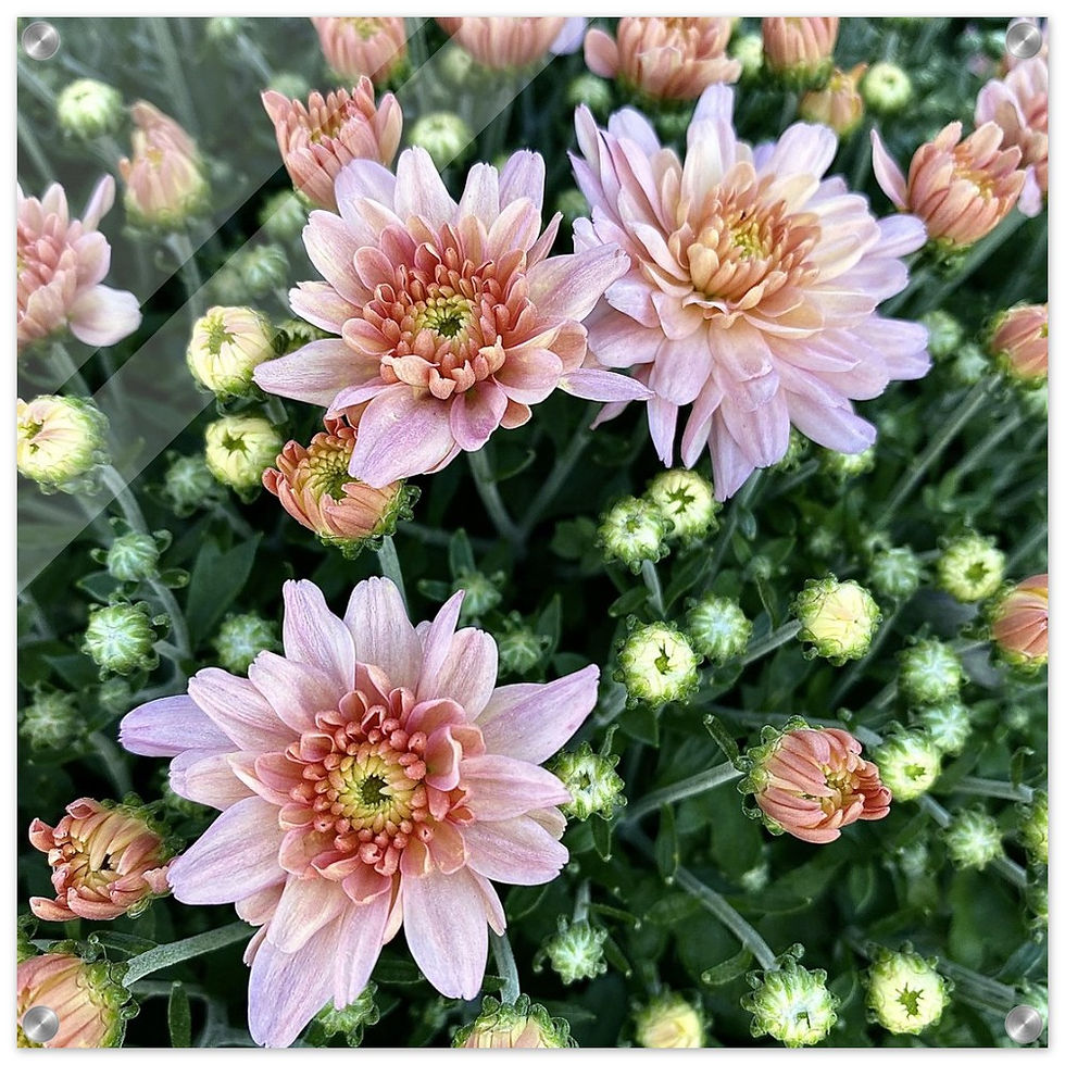 Three Pink Mums (Large 24" x 24" Acrylic Print)