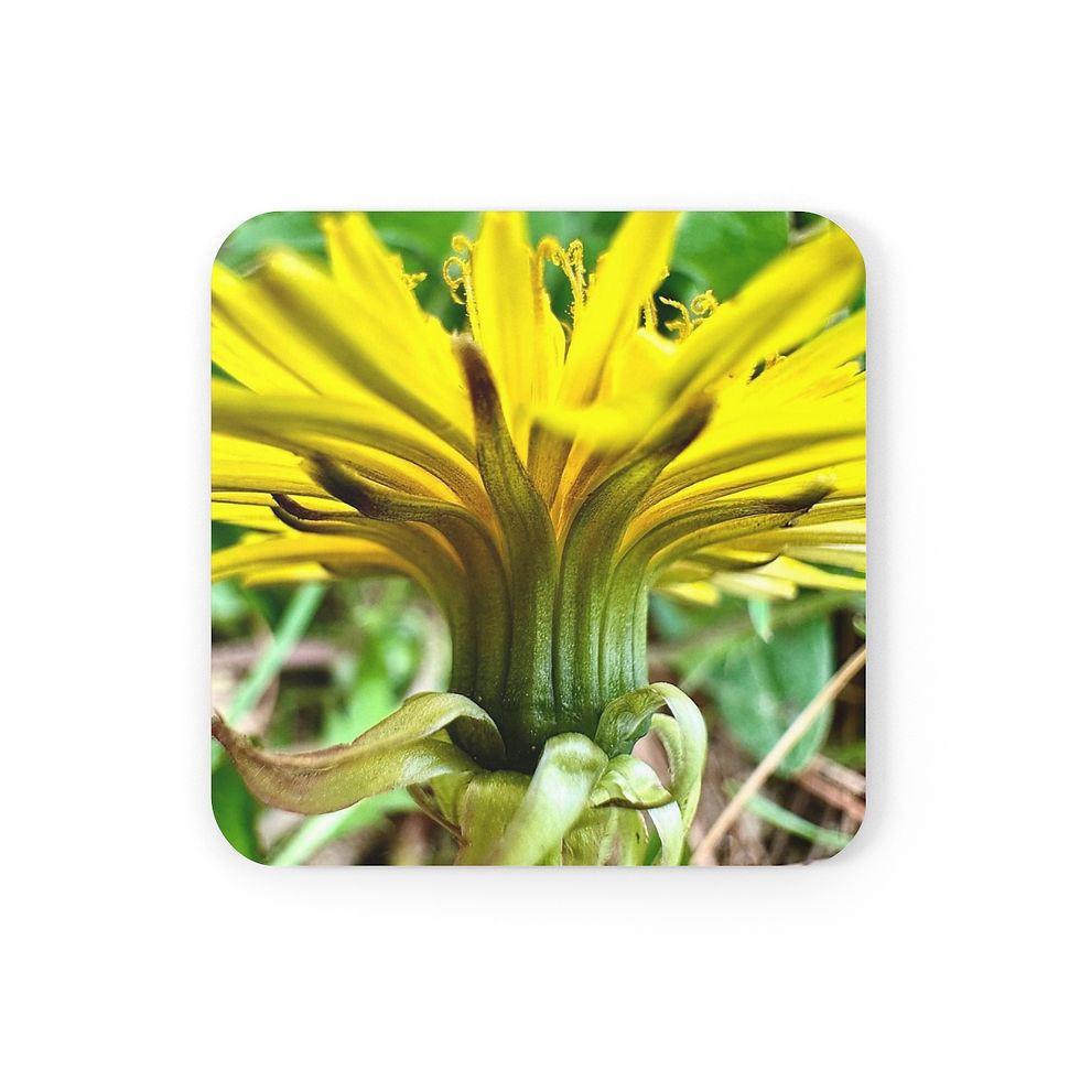 Dandelion Bloom (Coaster)