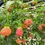 Thumbnail: Silver Abutilon Chinese Lantern Flowe