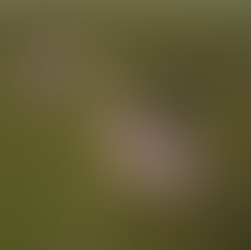 Veduta aerea della scultura "Hase" dei Gelitin: un gigantesco coniglio rosa lavorato a maglia, lungo circa 60 metri, disteso sul dorso sul fianco verdeggiante di una montagna. Il coniglio ha un'espressione sorpresa con la bocca aperta e gli arti larghi, come se fosse caduto dal cielo. Accanto alla figura si notano una piccola baita e alcuni sentieri sterrati che ne sottolineano le proporzioni colossali.