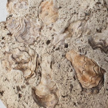 Superficie e venature madreperlacee di Oyster[Crete], cemento biologico con gusci d’ostrica