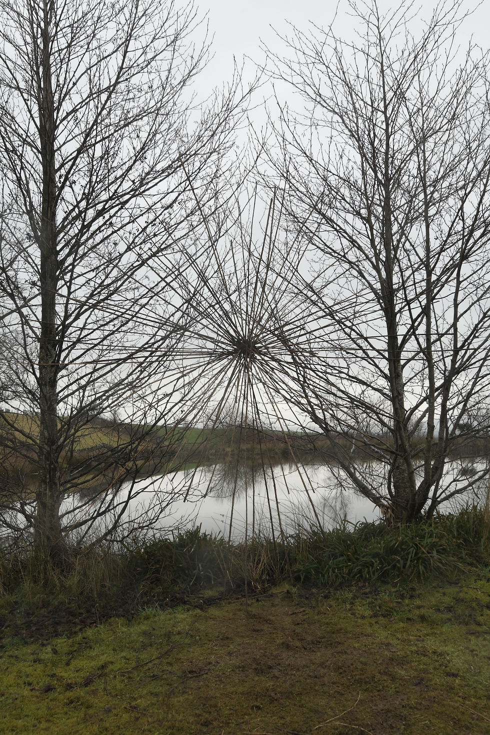 l'opera FIREWEED STALKS di andy goldsworthy studio