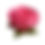 Thumbnail: Bella Pink Bubble Gum Paper Flower Shells