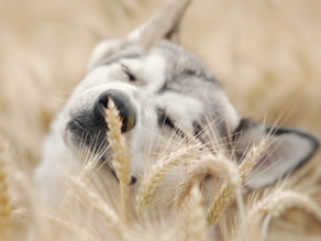 Getreide im Hunde- und Katzenfutter