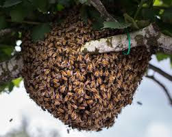 swarm.jpeg