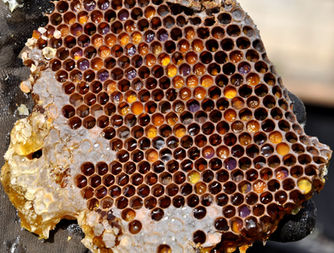 Honeycomb filled with honey and pollen