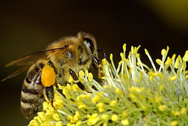 Honeybee with yellow pollen on leg, on flower