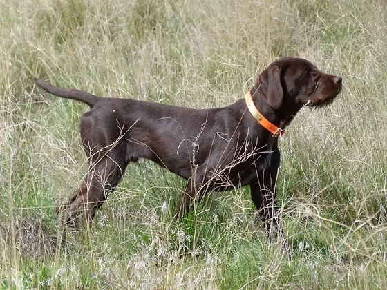 pudelpointer alliance