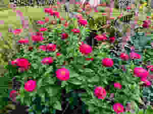 Even in mid-September, there's plenty of flowers.