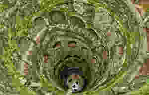 Monteiro's initiation well in the gardens