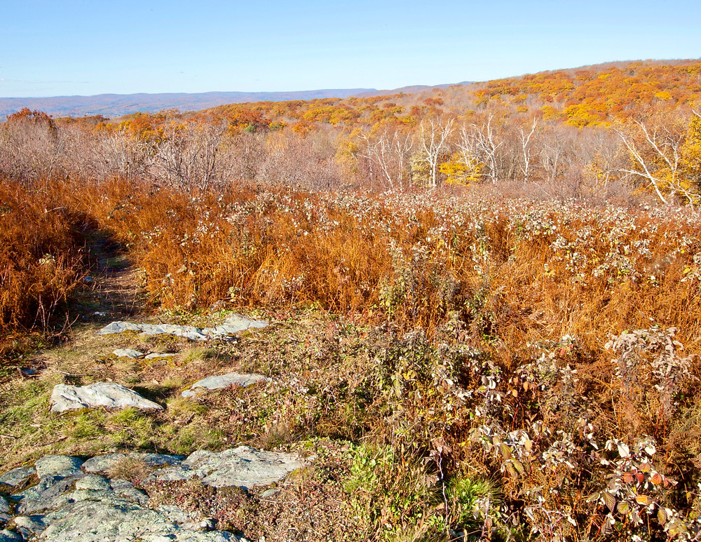 mountains in the Berkshires