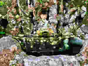 another little fountain grotto in the gardens