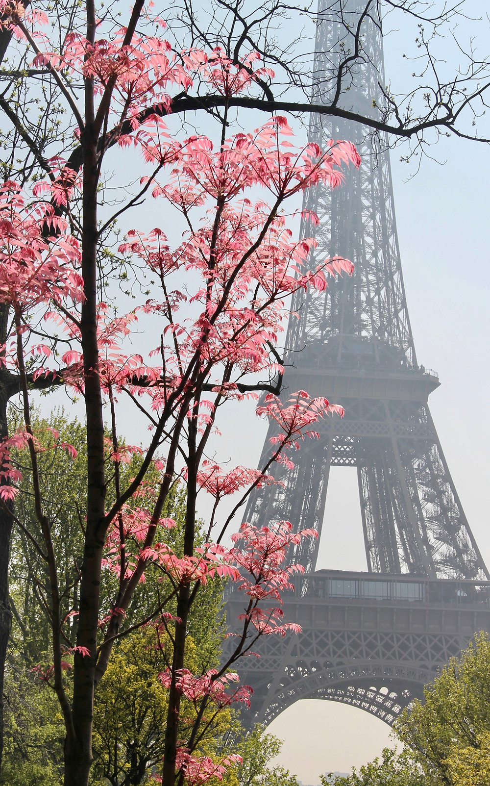 the Eiffel Tower