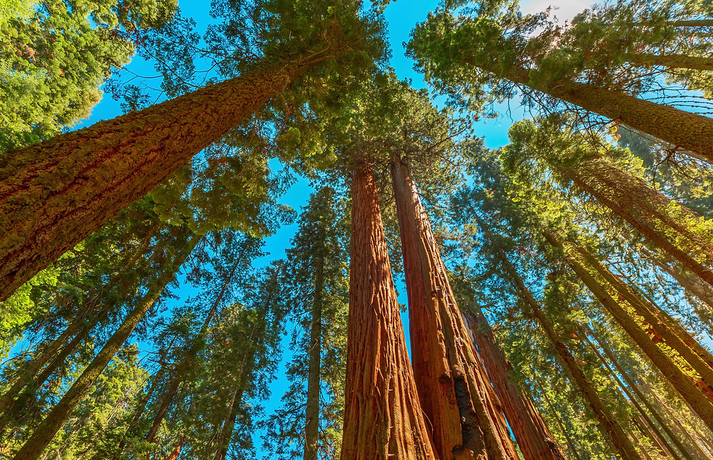 giant trees Sequoia National Park