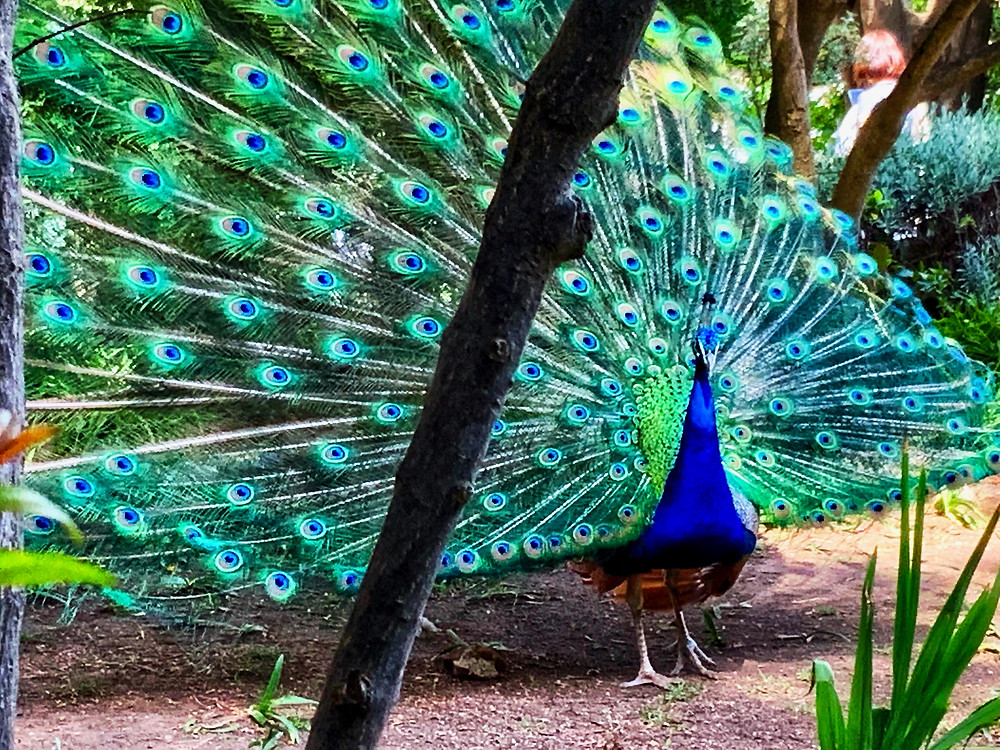 the showy peacocks at St. George's Castle in Lisbon's Alfama neighborhood