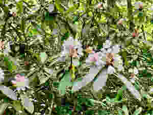 beautiful rhododendrons surrounding Fallingwater