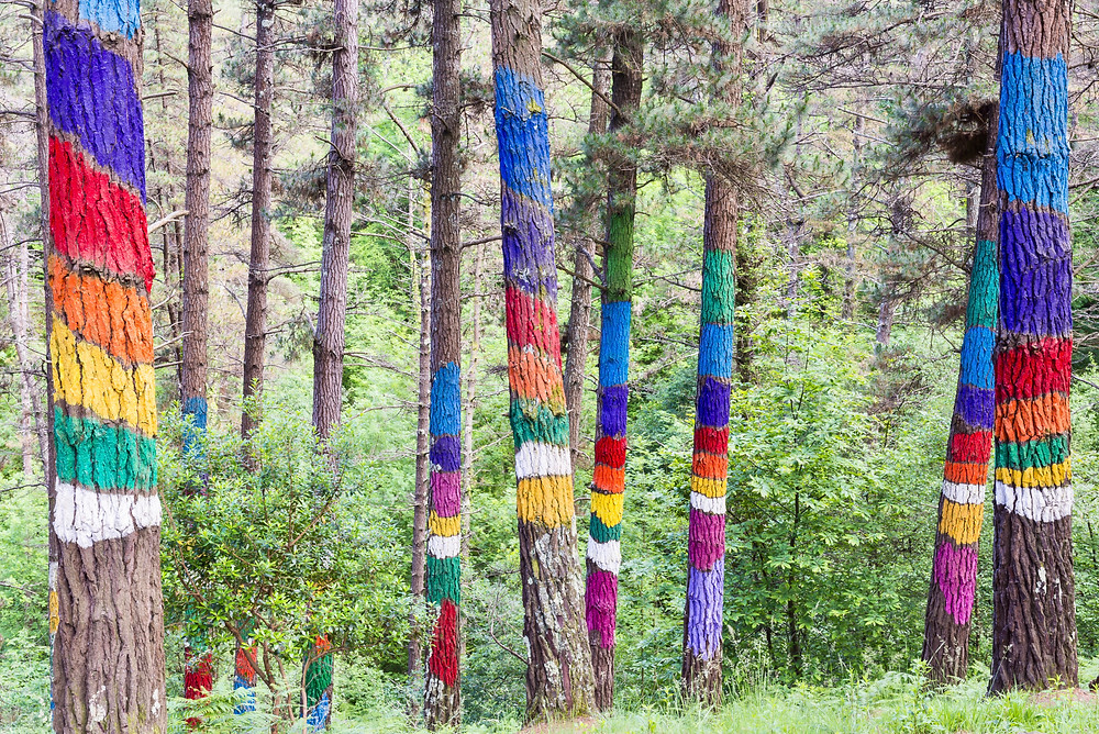 trees in the Enchanted Forest of Oma