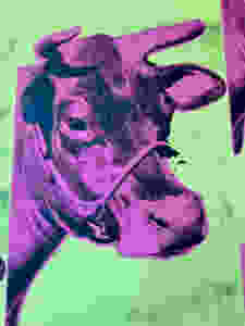 the cow wallpaper at the entrance of the Andy Warhol Museum in Pittsburgh