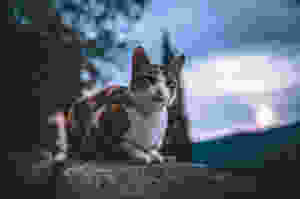 one of the many cats in Kotor Montenegro