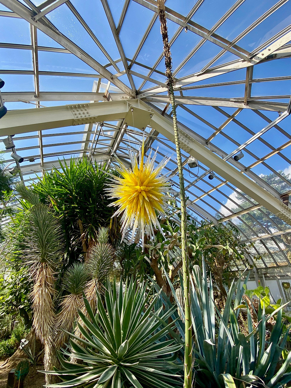 Chihuly chandelier called Desert Gold Star in the Desert Room of the Phipps