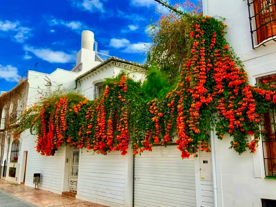 an amazing vine growing over the homes in Nerja Spain