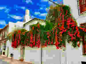 an amazing vine growing over the homes in Nerja Spain