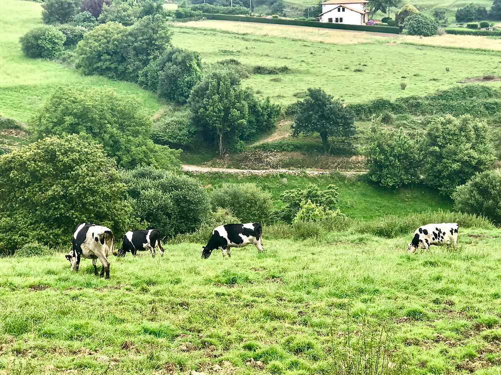 cows in Cantabria Spain