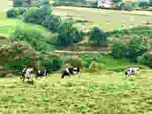 cows in Cantabria Spain