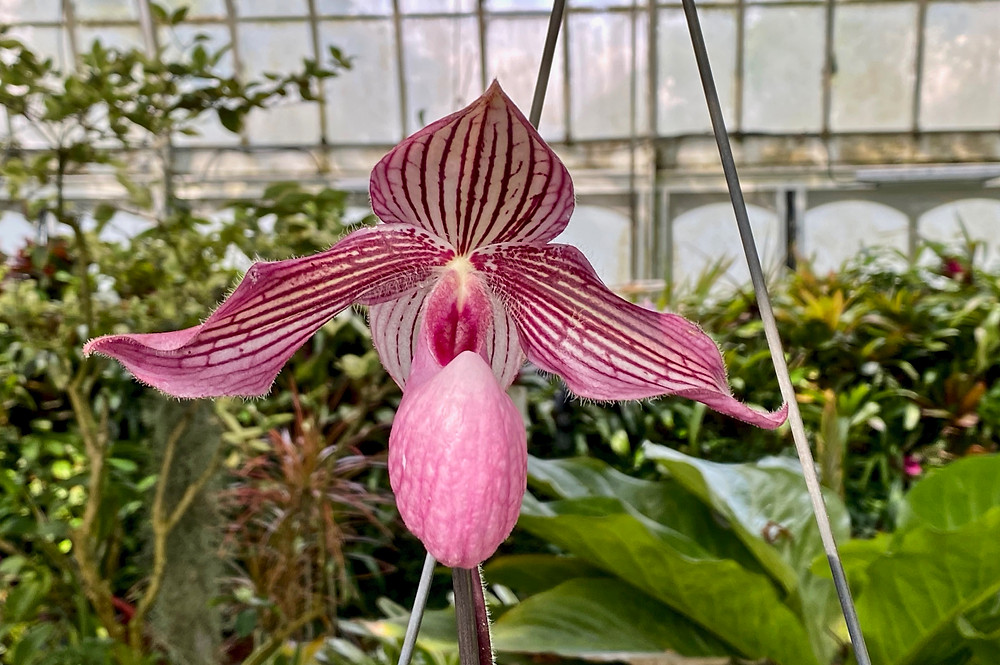 Lady Slipper orchid in the Orchid Room of the Phipps