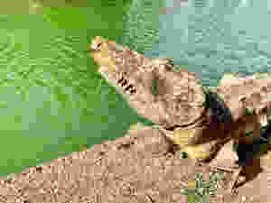 crocodile statue in the Canopus