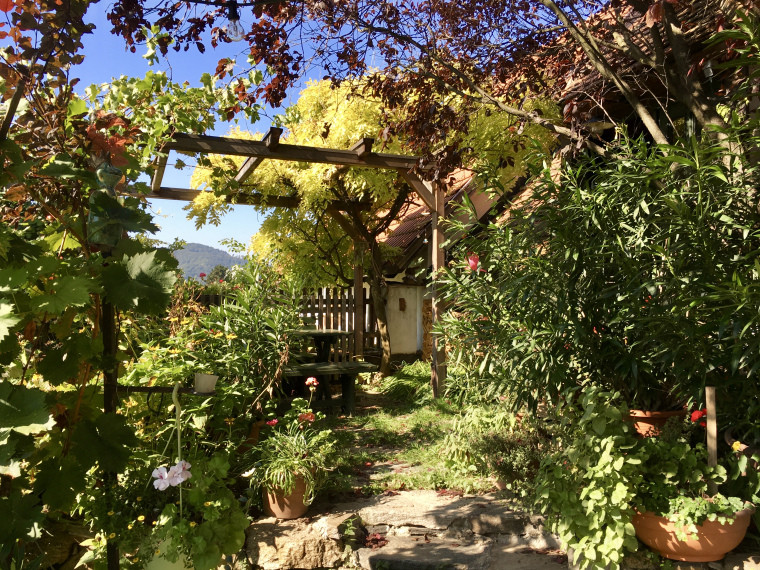 a vineyard in Spitz Austria in the Wachau Valley