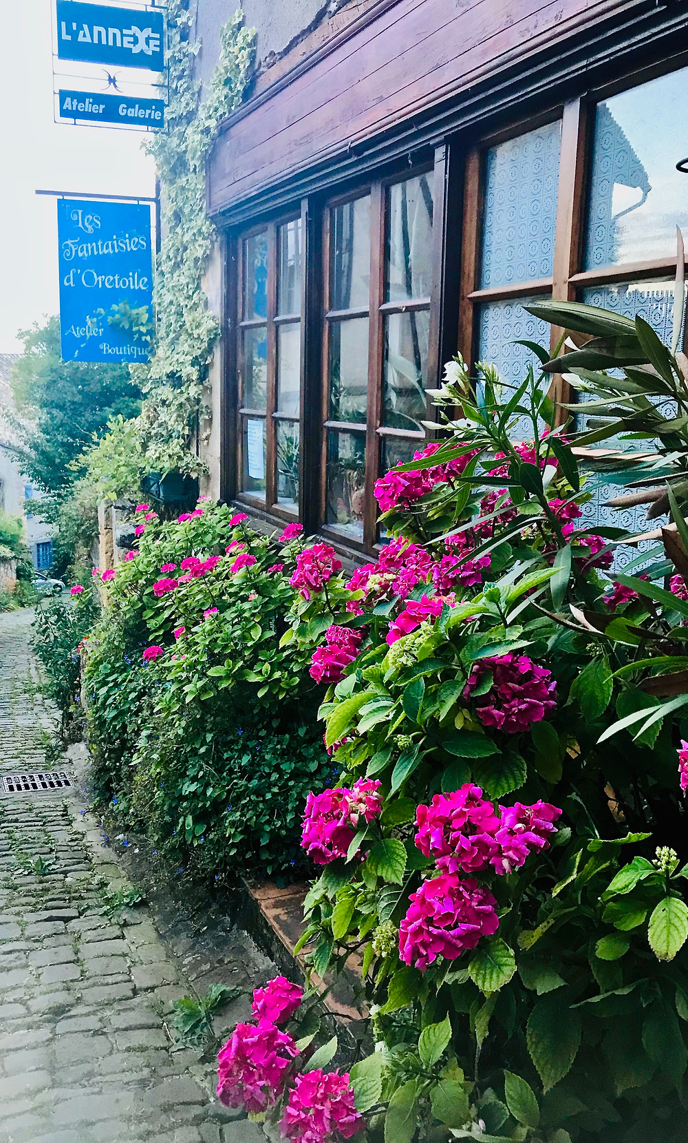 hydrangea bushes outside a restaurant in Cordes Sur Ciel