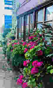 hydrangea bushes outside a restaurant in Cordes Sur Ciel