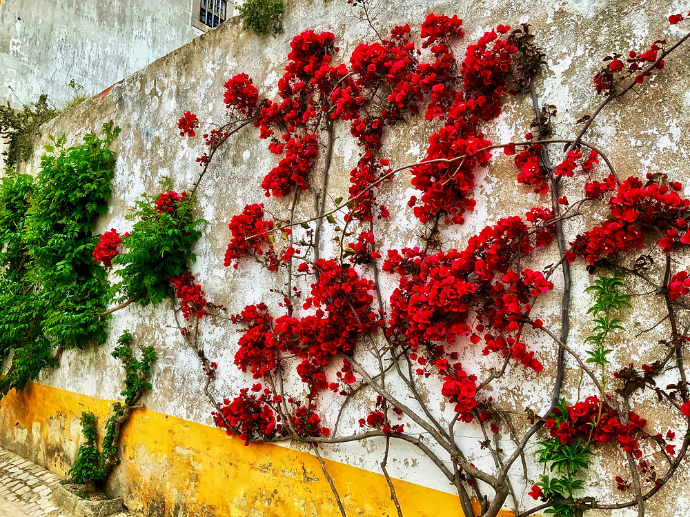 Obidos' ubiquitous bouganvialla