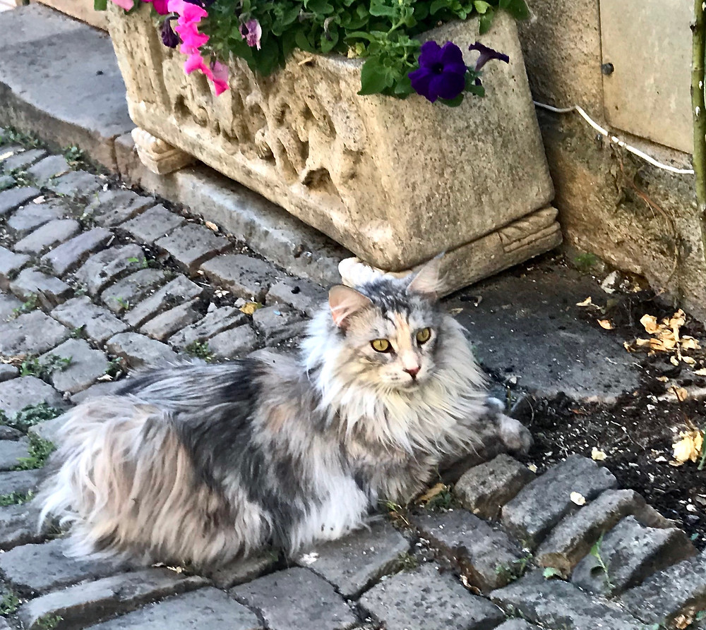 a beautiful main coon on the cobbled streets of Cordes Sur Ciel.