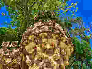 the top of the Tower of Regaleira