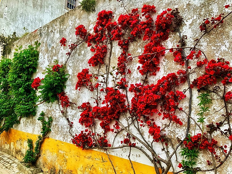 bougainvillea on the rustic painted walls of Obidos