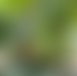 Behind the Seeds Tour Banana Tree